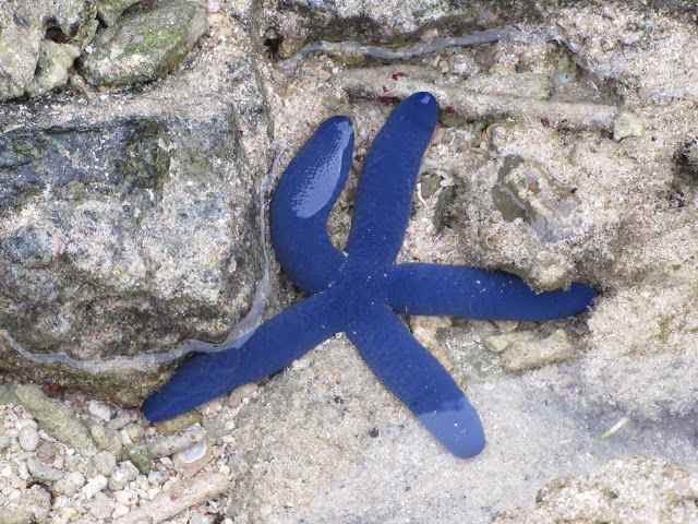 Isole Fiji:  Stella marina azzurra.